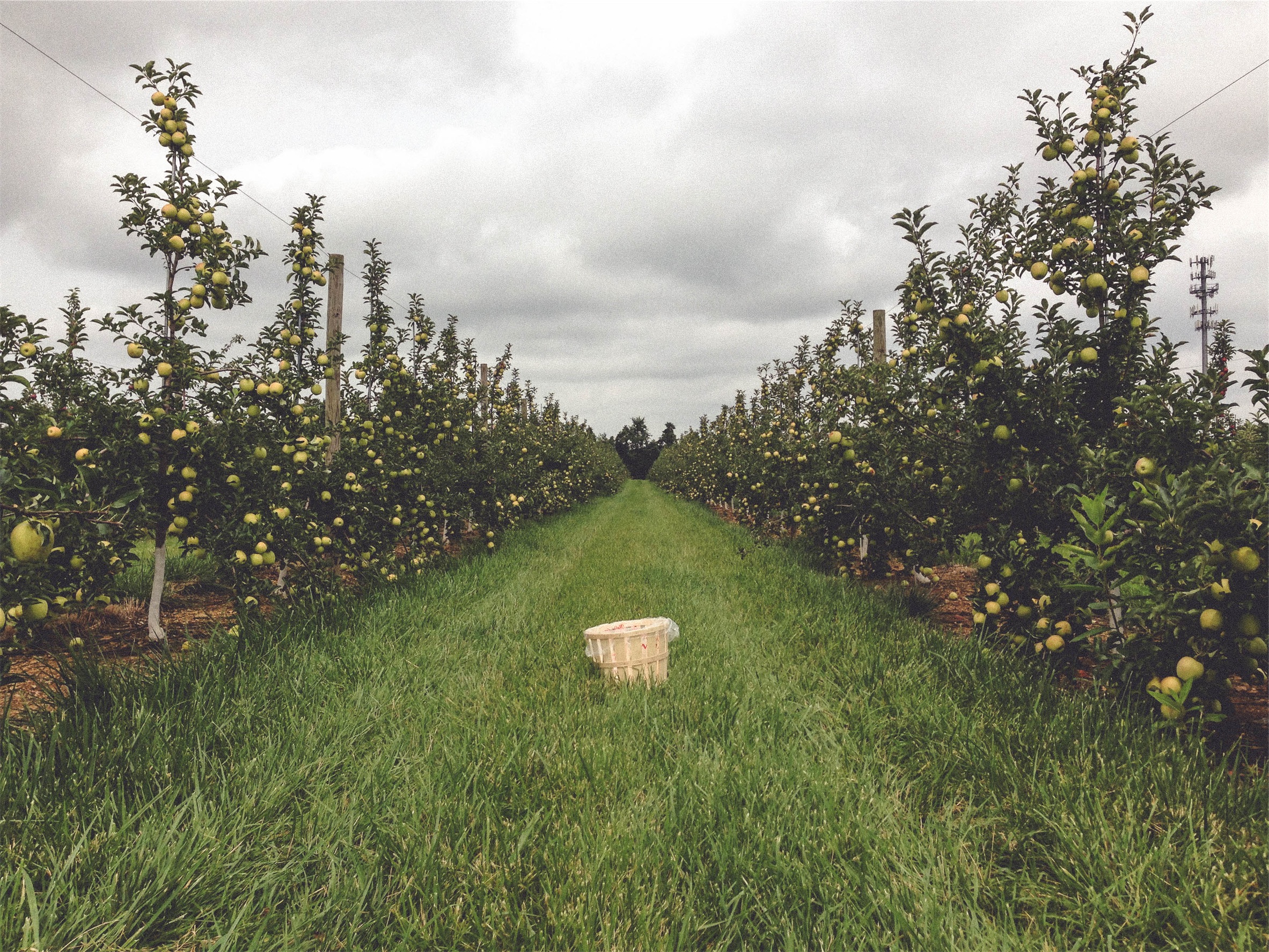 When life gives you apples, make…
